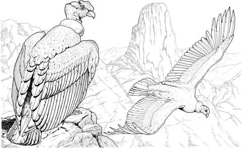 Andean Condors Coloring Page